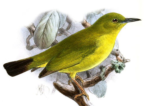 Dark-eyed white-eye